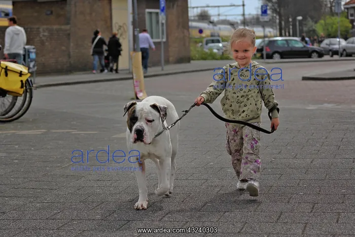 : Young female child walking a dog, Amsterdam : Young female child walking a dog, Amsterdam