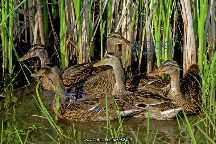 : Young Female Mallards : Young Female Mallards