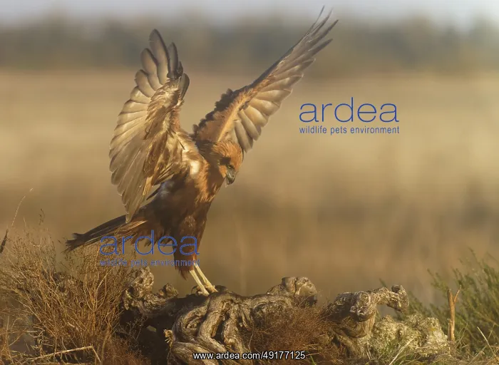 : Young female marsh harrier (Circus aeruginosus) on a tree root in morning fog : Young female marsh harrier (Circus aeruginosus) on a tree root in morning fog