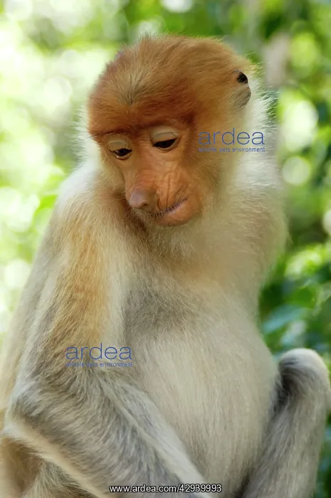 : Young female Proboscis monkey (called Adi by sanctuary : Young female Proboscis monkey (called Adi by sanctuary
