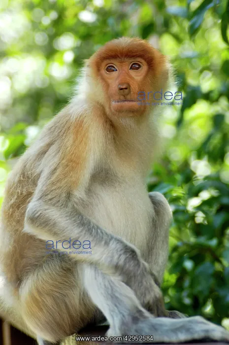 : Young female Proboscis monkey, wild but relatively : Young female Proboscis monkey, wild but relatively