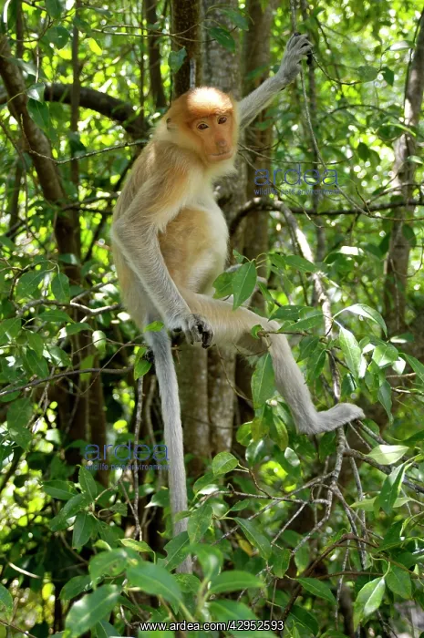: Young female Proboscis monkey, wild but relatively : Young female Proboscis monkey, wild but relatively