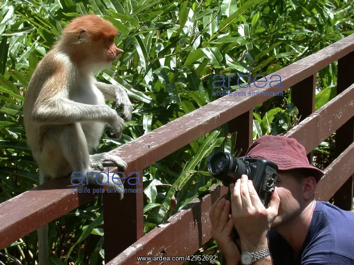 : Young female Proboscis monkey - wild but relatively : Young female Proboscis monkey - wild but relatively