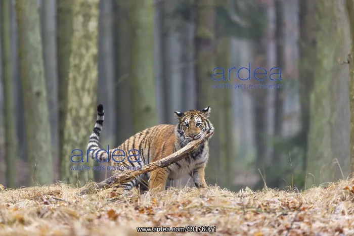 : One young female Siberian Tiger : One young female Siberian Tiger