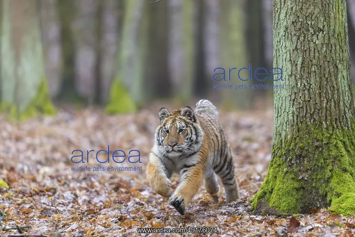 : One young female Siberian Tiger : One young female Siberian Tiger