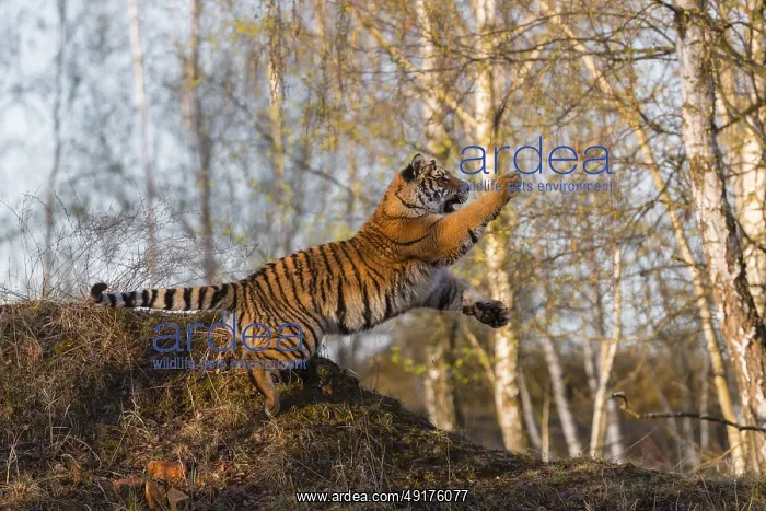  : One young female Siberian Tiger
