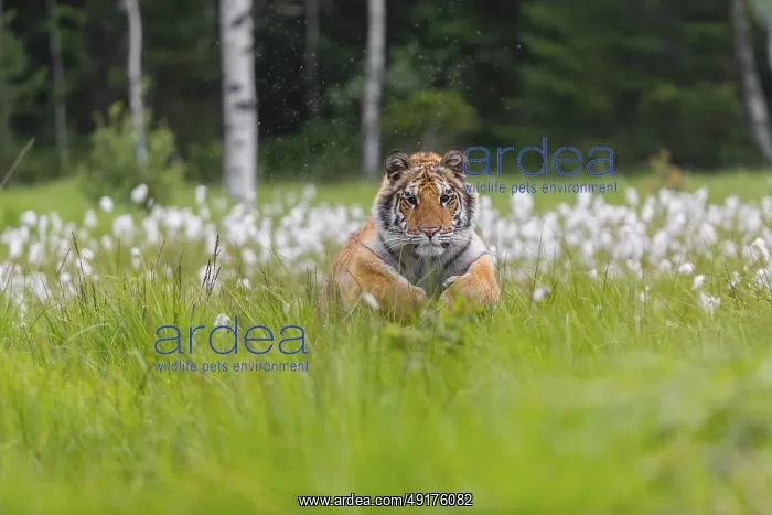 : One young female Siberian Tiger : One young female Siberian Tiger