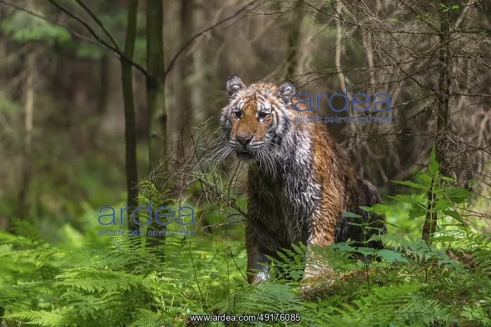 : One young female Siberian Tiger : One young female Siberian Tiger