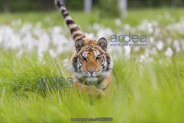 : One young female Siberian Tiger, Panthera tigris altaica : One young female Siberian Tiger, Panthera tigris altaica