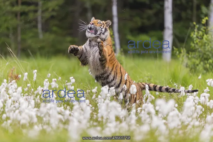 : One young female Siberian Tiger, Panthera tigris altaica : One young female Siberian Tiger, Panthera tigris altaica