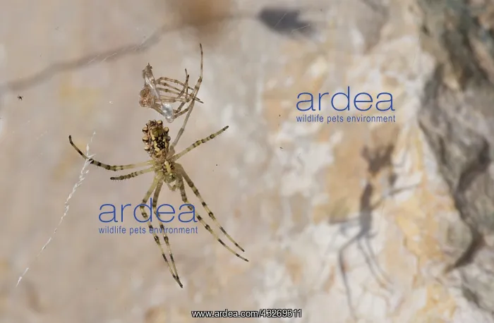: Young female of wasp spider (Argiope lobata) resting : Young female of wasp spider (Argiope lobata) resting