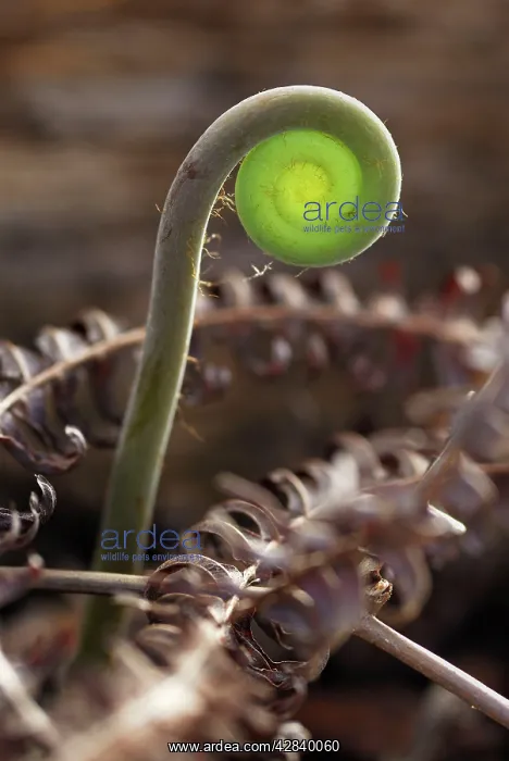 : Young Fern Leaf - rolled up : Young Fern Leaf - rolled up