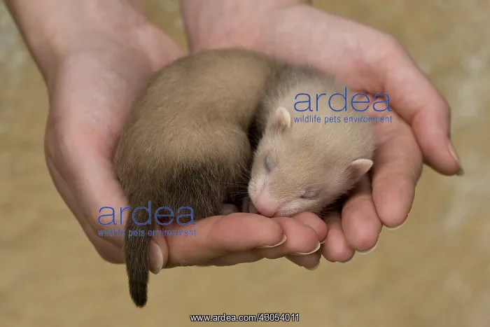 : Young Ferret three-weeks old hand-held in Ferrets island : Young Ferret three-weeks old hand-held in Ferrets island