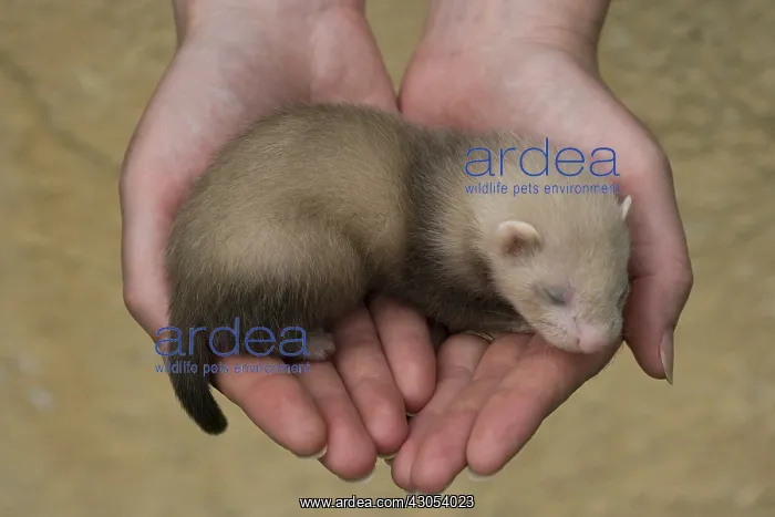 : Young Ferret three-weeks old hand-held in Ferrets island : Young Ferret three-weeks old hand-held in Ferrets island