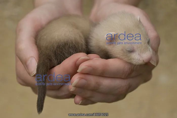 : Young Ferret three-weeks old hand-held in Ferrets island : Young Ferret three-weeks old hand-held in Ferrets island
