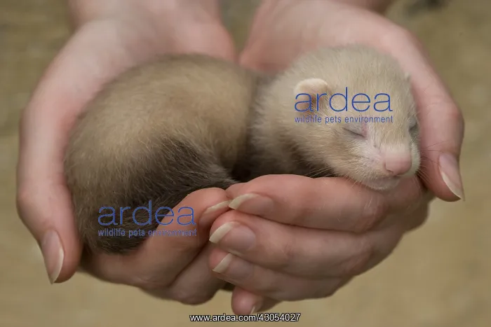 : Young Ferret three-weeks old hand-held in Ferrets island : Young Ferret three-weeks old hand-held in Ferrets island