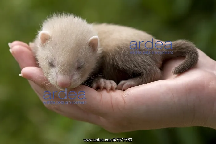 : Young Ferret three-weeks old hand-held in Ferrets island : Young Ferret three-weeks old hand-held in Ferrets island