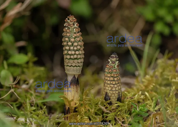 : Very young fertile fronds of Common Horsetail, E : Very young fertile fronds of Common Horsetail, E