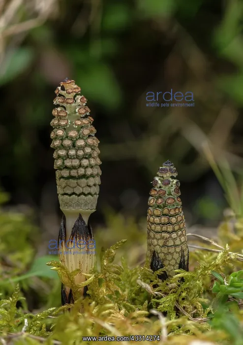 : Very young fertile fronds of Common Horsetail, E : Very young fertile fronds of Common Horsetail, E