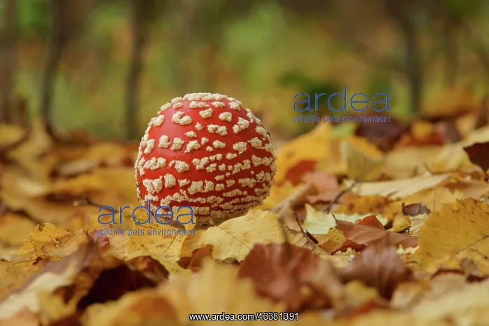 : A young fly agaric (Amanita muscaria) in a forest : A young fly agaric (Amanita muscaria) in a forest