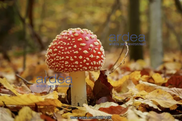 : A young fly agaric (Amanita muscaria) in a forest : A young fly agaric (Amanita muscaria) in a forest