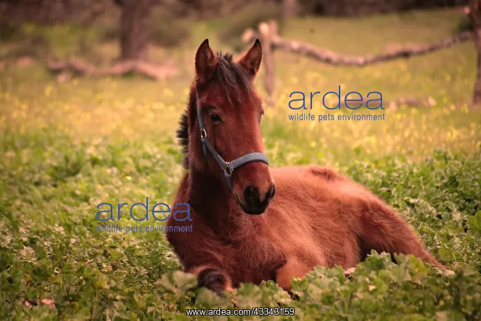 : Young foal lying down outside : Young foal lying down outside