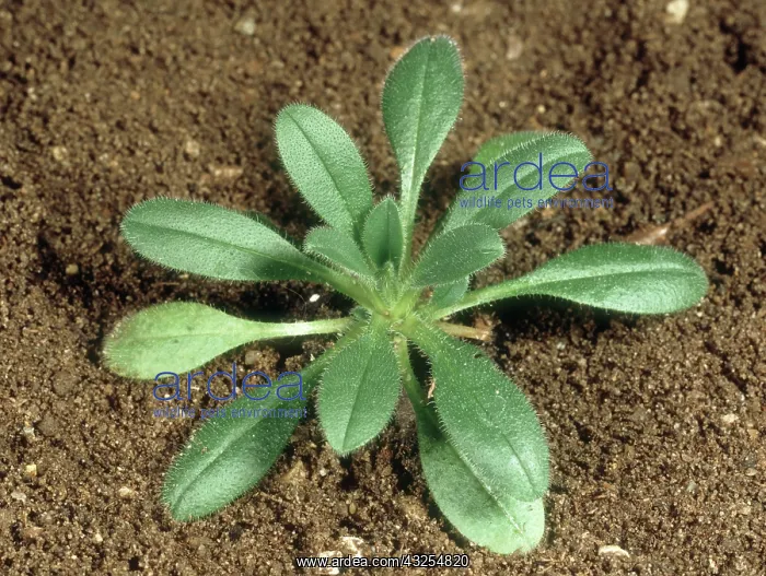 : Young Forget-me-not Plant : Young Forget-me-not Plant