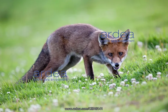  : Young Fox (Vulpes vulpes). Cornwall - UK
