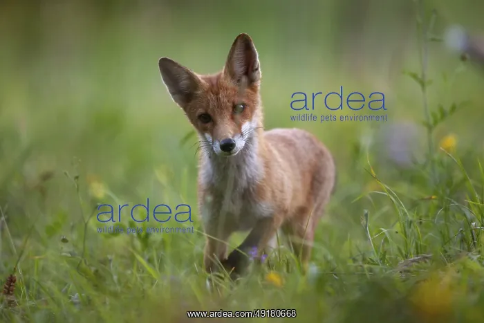 : A young fox stands on a green meadow and looks curiously into the camera Red fox Canis vulpes Lower Austria Austria : A young fox stands on a green meadow and looks curiously into the camera Red fox Canis vulpes Lower Austria Austria