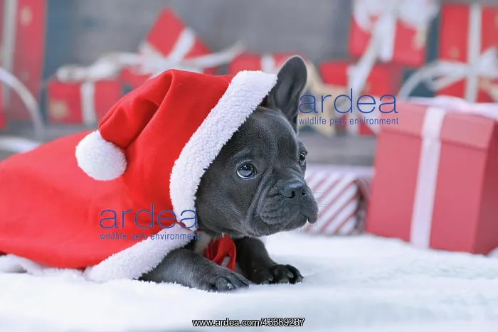 : Young French Bulldog dog puppy wearing red Christmas : Young French Bulldog dog puppy wearing red Christmas