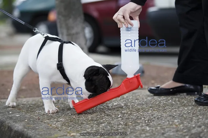 : Young French Bulldog drinking on an highway area France : Young French Bulldog drinking on an highway area France