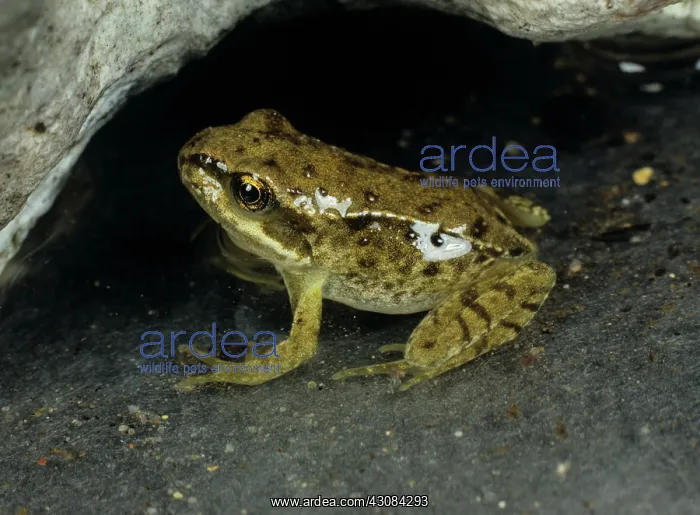 : Young frog (Rana temporaria) shortly after losing its tail : Young frog (Rana temporaria) shortly after losing its tail