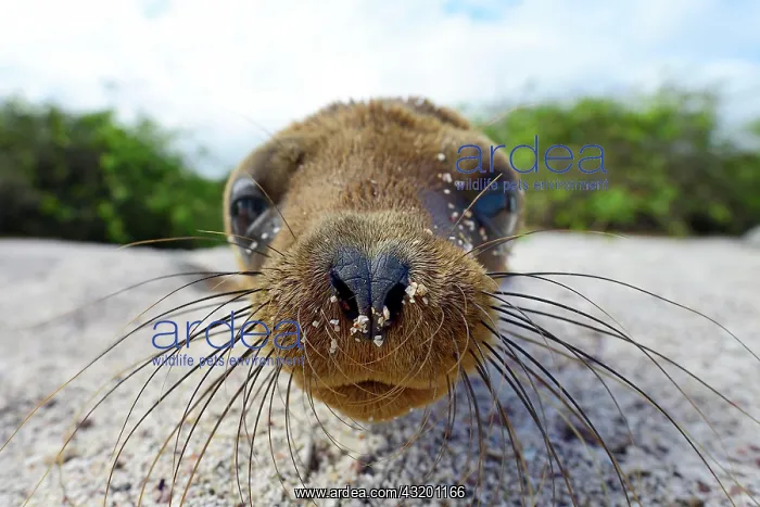 : Young Galapagos sea lion (Zalophus wollebaeki) : Young Galapagos sea lion (Zalophus wollebaeki)