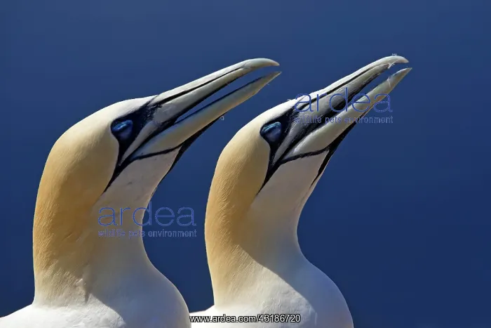 : Two young gannets (Morus bassanus) waiting for food : Two young gannets (Morus bassanus) waiting for food