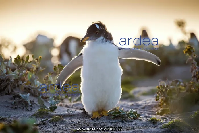 : Young Gentoo penguin (Pygoscelis papua) in moult : Young Gentoo penguin (Pygoscelis papua) in moult