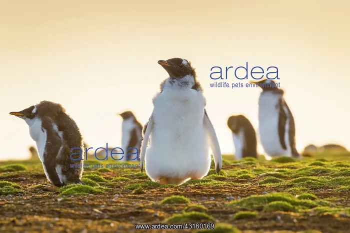 : Young Gentoo penguins (Pygoscelis papua) in moult : Young Gentoo penguins (Pygoscelis papua) in moult