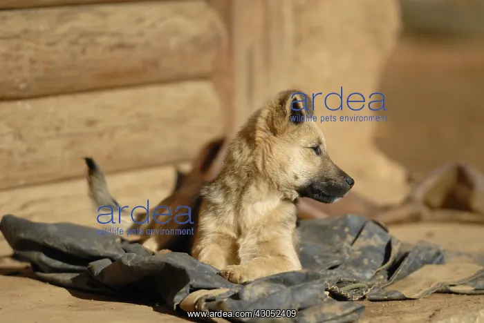 : Young German Shepherd puppy in a village near Lake Lugu : Young German Shepherd puppy in a village near Lake Lugu