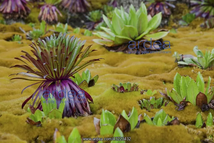 : Young Giant Lobelias and Giant Groundsel : Young Giant Lobelias and Giant Groundsel