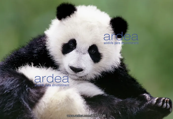 : Young Giant Panda - Wolong Nature Reserve : Young Giant Panda - Wolong Nature Reserve
