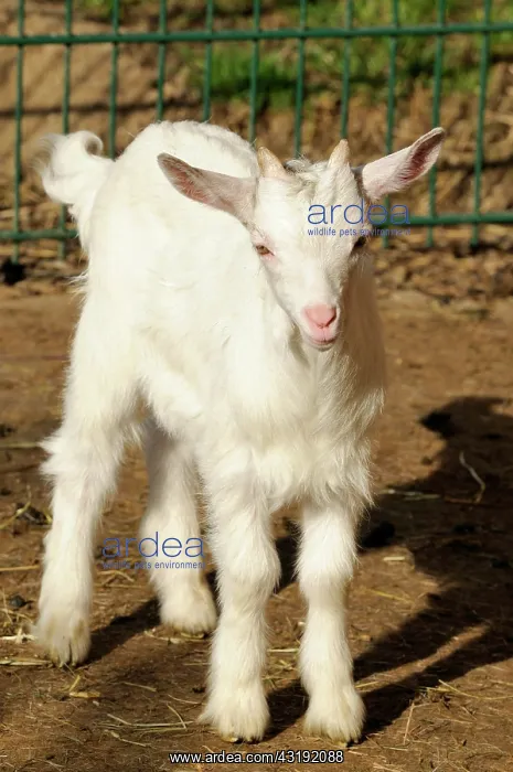 : A young Girgentana goat (Capra aegagrus hircus) : A young Girgentana goat (Capra aegagrus hircus)