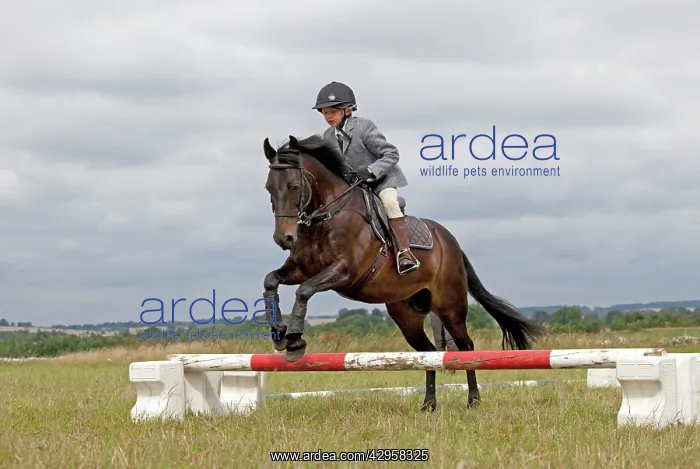 : Young girl on black horse jumping in gymkhana competition : Young girl on black horse jumping in gymkhana competition