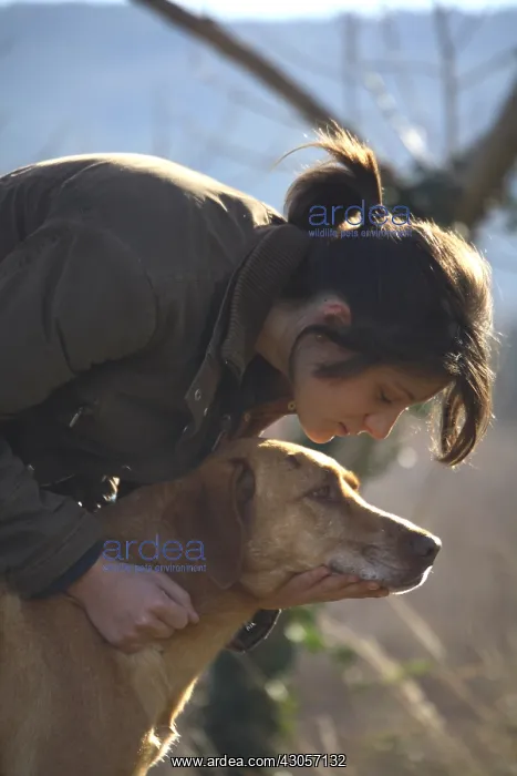 : A young girl caressing a dog : A young girl caressing a dog