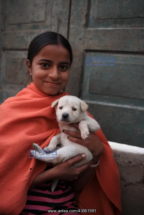 : Young girl carrying a puppy in her arms Haridwar India : Young girl carrying a puppy in her arms Haridwar India