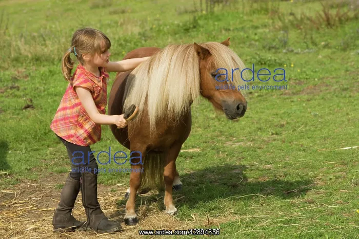  : Young girl grooming Shetland Pony