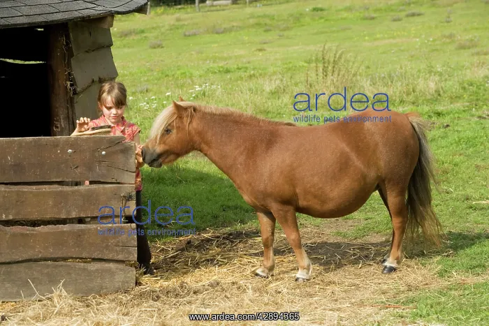  : Young girl grooming Shetland Pony by stable