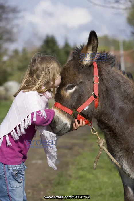 : Young girl kissing an ass Reiningue France : Young girl kissing an ass Reiningue France