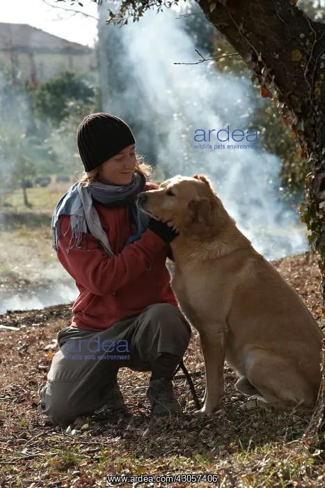 : Young girl and labrador in a garden : Young girl and labrador in a garden