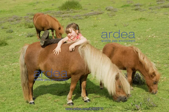  : Young girl mounting Shetland Pony