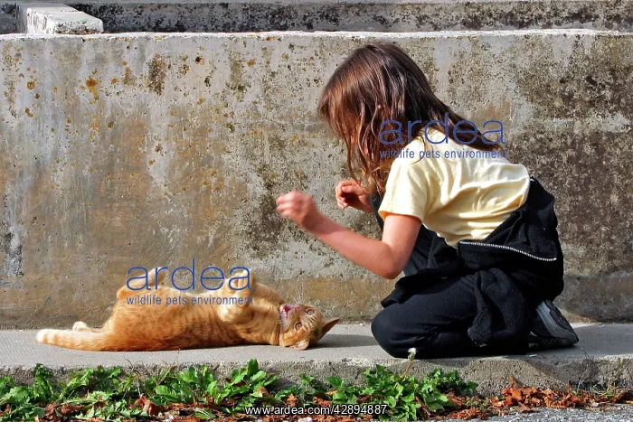  : Young Girl - playing  /  teasing ginger tabby cat