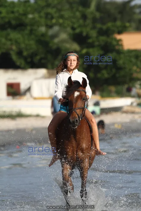 : Young girl riding bareback in the sea - Senegal : Young girl riding bareback in the sea - Senegal